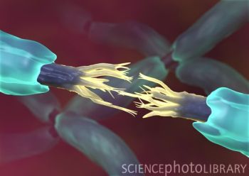 神经损伤需要多久可以恢复?-神经损伤需要多长