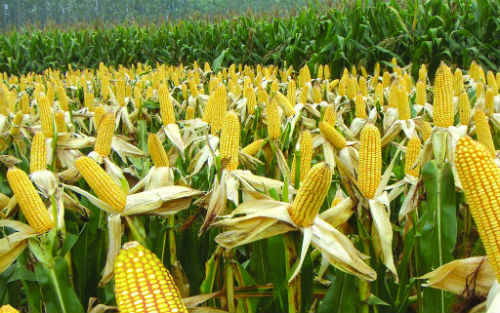 方舟子: 美国人不吃转基因玉米 的谣言可休矣-