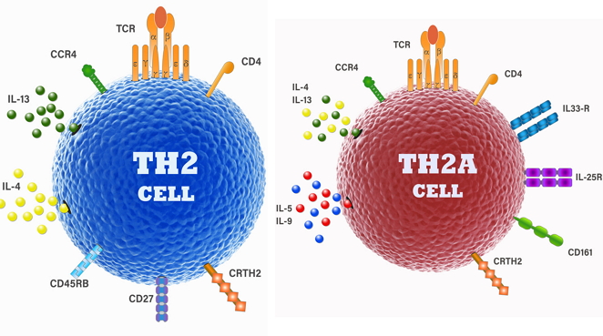 Science子刊封面揭示:特定的T细胞,过敏的罪魁