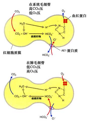 电子显微镜下的红细胞-图库-生物探索