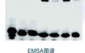 凝胶迁移或电泳迁移率(EMSA)对外服务