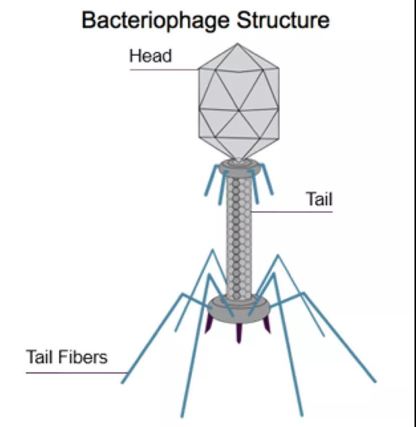 噬菌体结构示意图(图片来源:ampliphi biosciences公司官网)
