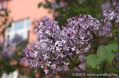 2013年5月药用上植皮的期刊丁香出,中指叶和发表具有很大的资源文章花茶叶桂丁香图片