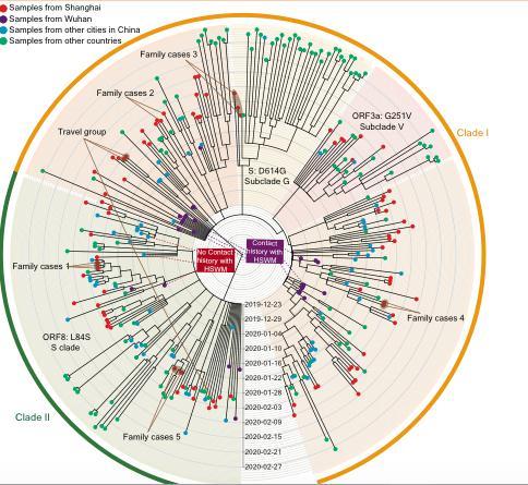 新冠病毒基因组进化树