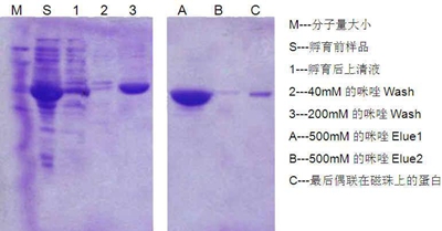 【英芮诚·免费试用】his标签蛋白纯化-百纳米ni磁珠