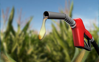 探寻生物能源的“优等生”-你所不知道的生物世界圈-圈子-生物探索