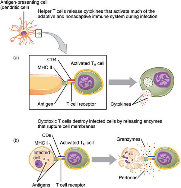 细胞毒性t细胞的激活是否需要抗原MHC复合体