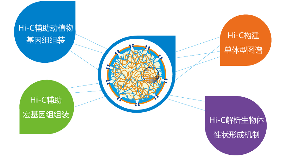 最全面的三维基因组学研究技术--Hi-C测序-观察