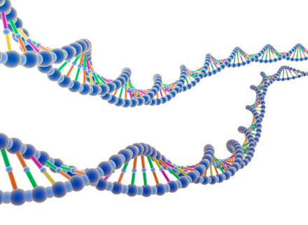 pnas:"拆分"人类基因组