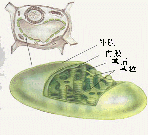 线粒体图片-图库-生物探索