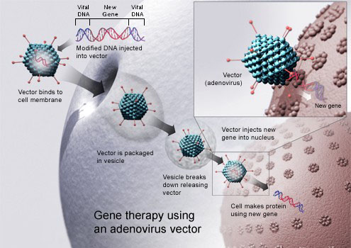 腺病毒介导的肝癌靶向sea-cd80基因治疗及免疫学机制的初步研究