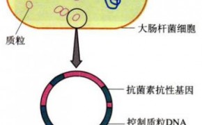 质粒提取技术服务