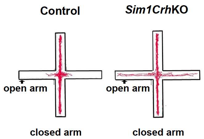 对照小鼠和sim1crh敲除小鼠在高架迷宫中的运动轨迹,后者在开放臂行动