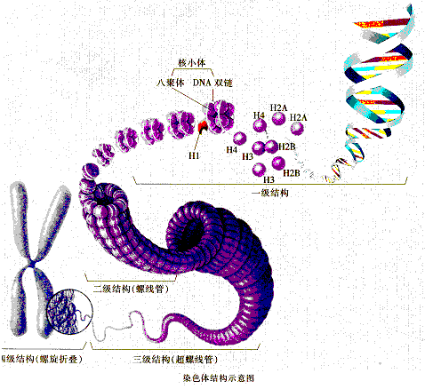 这是通过核小体的帮助完成的,核小体是由蛋白质构成的基本单位,周围