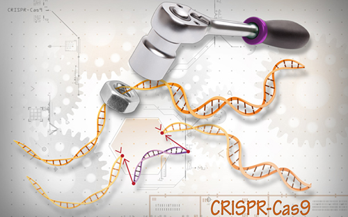 【Science & Nature共聚焦】CRISPR治病还为时尚早？最新“十大专利”张锋占6个