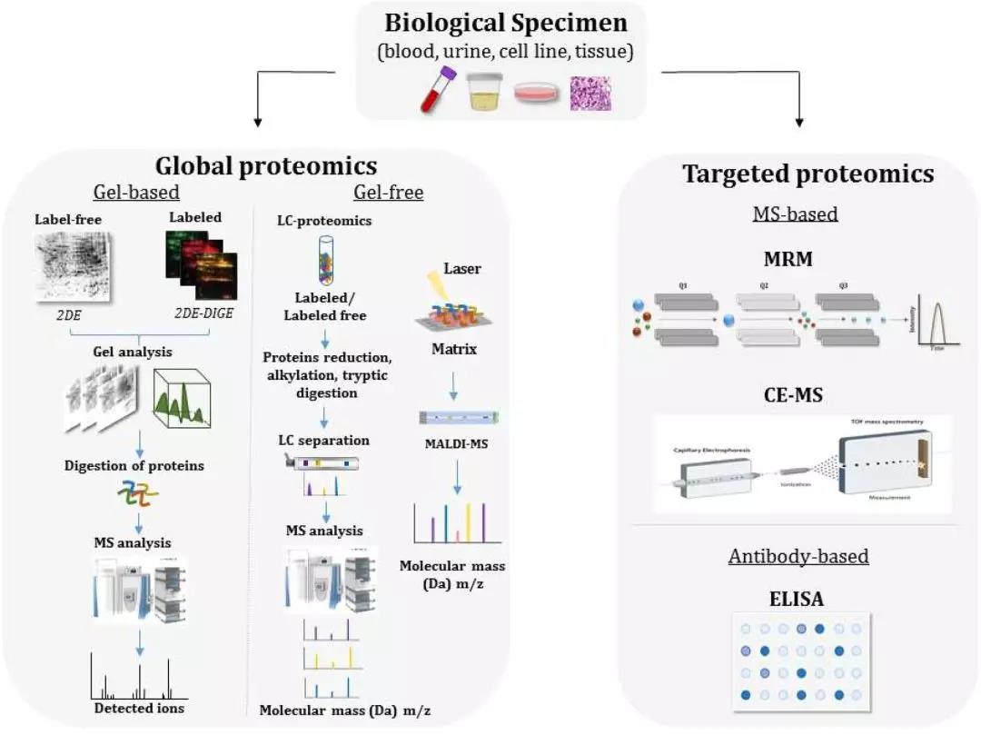 基于发现蛋白质组学与靶向蛋白质组学的疾病标志物筛选方法[1]