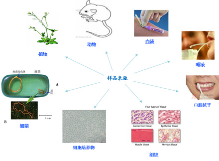 不同生物(植物,动物,微生物)的dna的提取方法有所不同; 不同种类或同