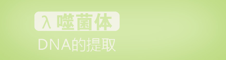 λ噬菌体DNA的提取