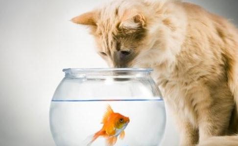 科学揭秘猫咪为何爱吃鱼 长期不食荤腥可致失