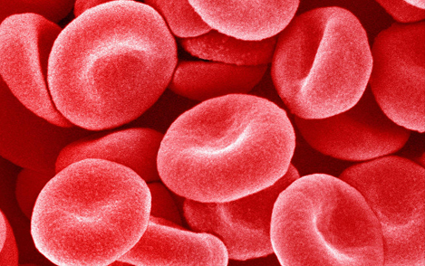 红细胞_红细胞主要有哪些细胞器