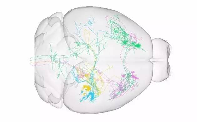 美科学家绘制出小鼠大脑中5-羟甲基胞嘧啶随基因组变化的分布图