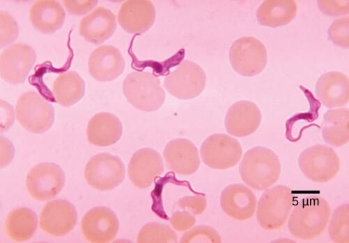 机体的红细胞如何不断进化来帮助人类对抗疟疾