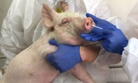 PNAS：中国学者发现新型重组猪流感病毒，具备大流行潜力