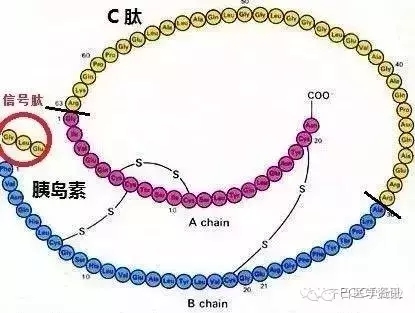 首先经过蛋白水解作用除其信号肽,从而生成胰岛素原