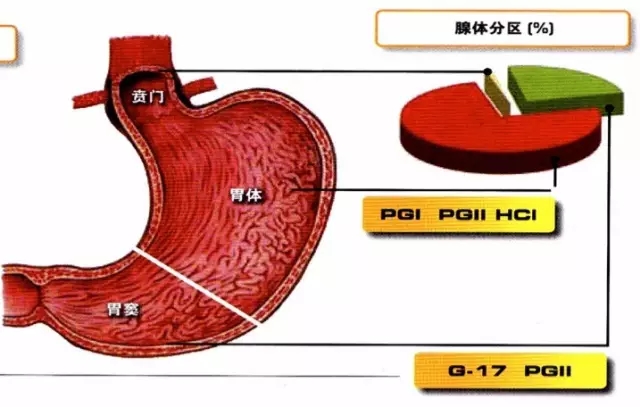 胃泌素17(g-17):只由胃窦g细胞分泌,可以直接评估胃窦部粘膜的健康