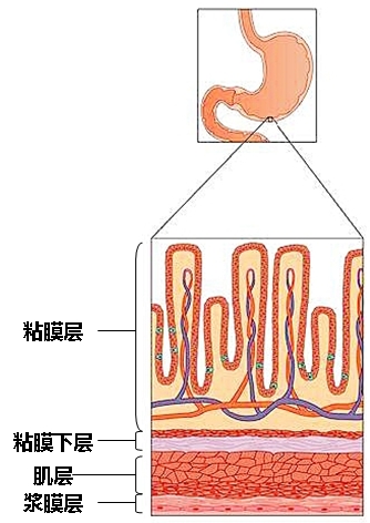 胃腺主要位于胃底和胃体,胃壁内至少存在5种细胞