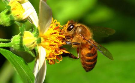 种属:蜜蜂(apis mellifera)