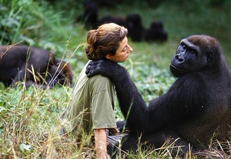 倭黑猩猩也会抚慰同伴-你所不知道的生物世界-圈子-生物探索