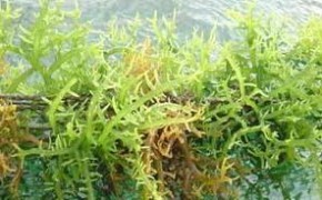 海洋寡糖标准品-卡拉胶寡糖标准品