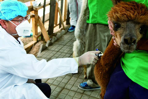 来自南美洲的210头羊驼被进行隔离检疫-观察-