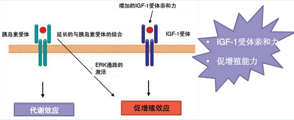 igf-1的促增殖效应可以促进癌细胞生长,胰岛素也能通过激活erk通路