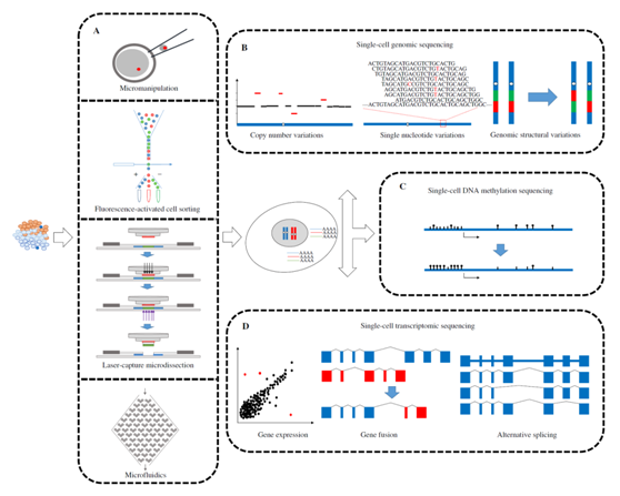 单细胞基因组测序是如何实现的:从实验到分析,步步解析