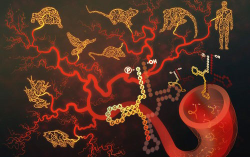 新型血清小RNA参与机体活动性感染
