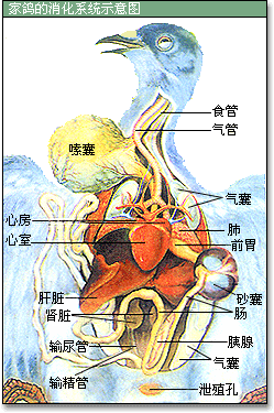 了解家鸽消化系统的基本特征,学会观察鸟类消化系统的方法.