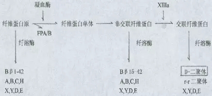 d-二聚体深度解析