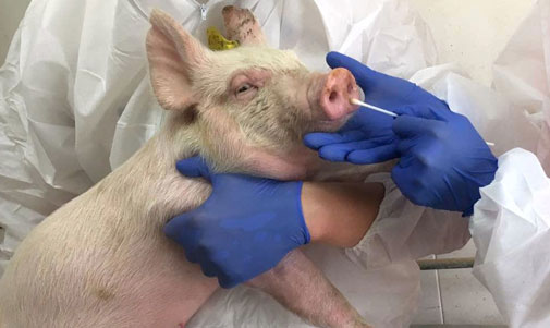 PNAS：中国学者发现新型重组猪流感病毒，具备大流行潜力