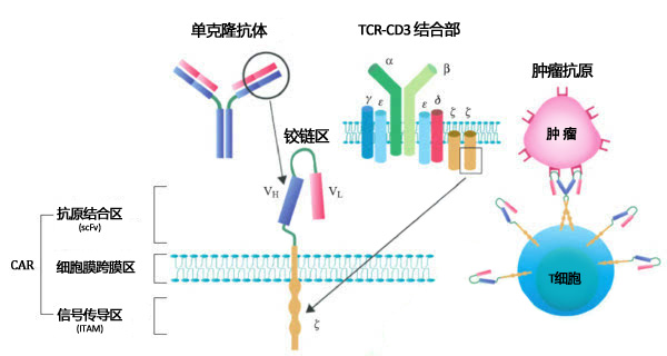 回血的原理_关于王者荣耀回血机制的分析(3)