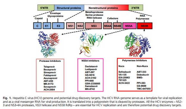 丙肝病毒基因组和潜在药物发现靶点