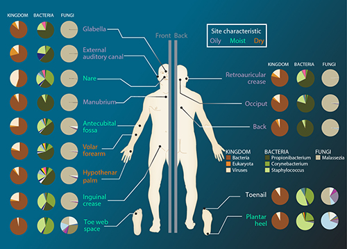 GEN: 微生物研究的3大主旋律(大脑、肠道、免疫系统)-观察-生物探索
