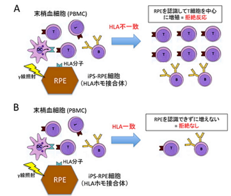 RIKEN连发两篇Cell子刊,证实异体iPSC移植可
