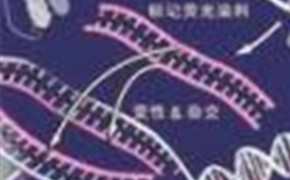 原位杂交实验技术服务