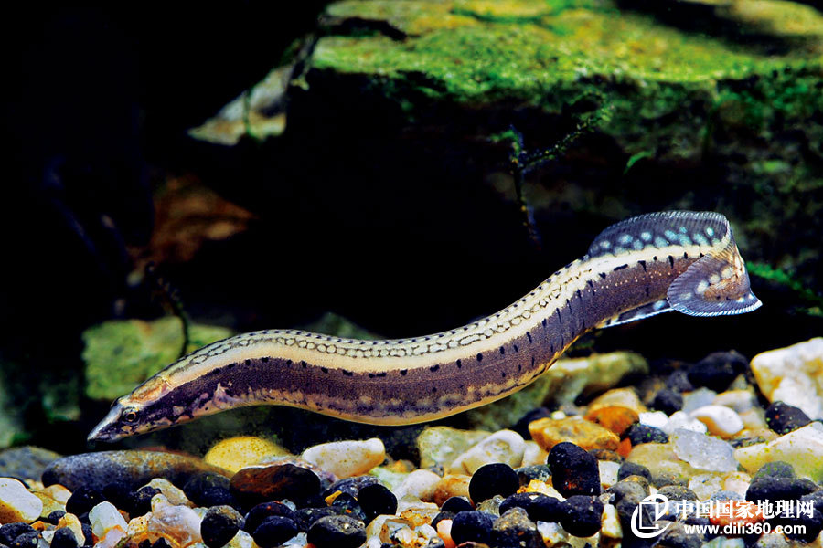 杯弓蛇影不用怕:似蛇非蛇的动物-图库-生物探索