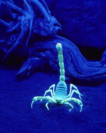 美揭开蝎子在紫外线下发绿光原因:用尾巴感光