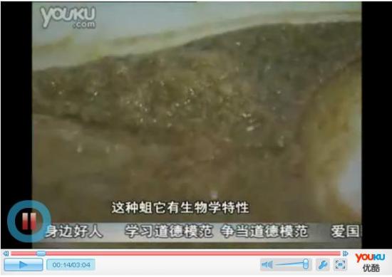 推荐视频:南京糖尿病足治疗全新生物疗法 蛆虫清创