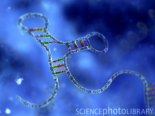 microrna研究获进展 rna的起源假说遭质疑