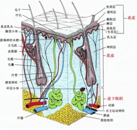 从纵切面来看,皮肤的构造也很复杂.